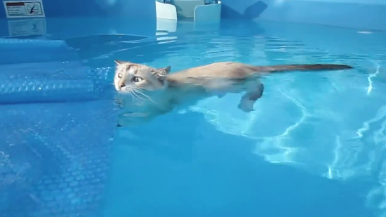 chat-nage-piscine