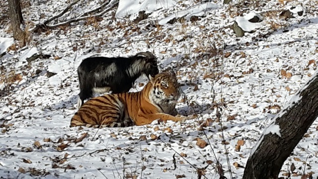 tigre chevre parc safari russie