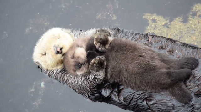 loutre-mer-bebe