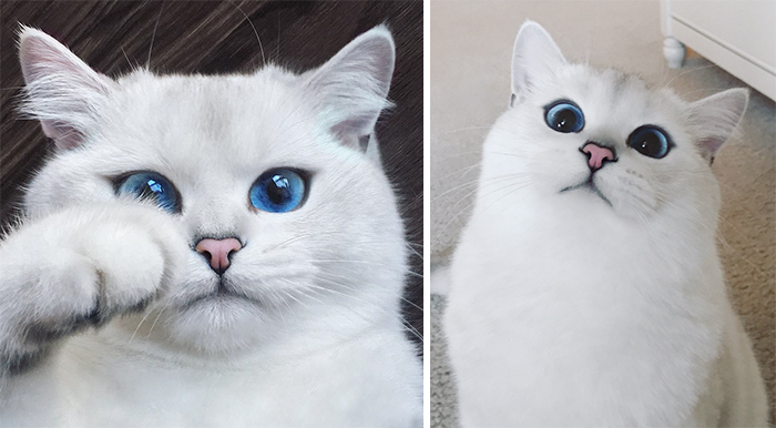 coby-chat-yeux-bleus