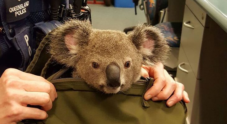 koala-sac-a-dos-australie-1