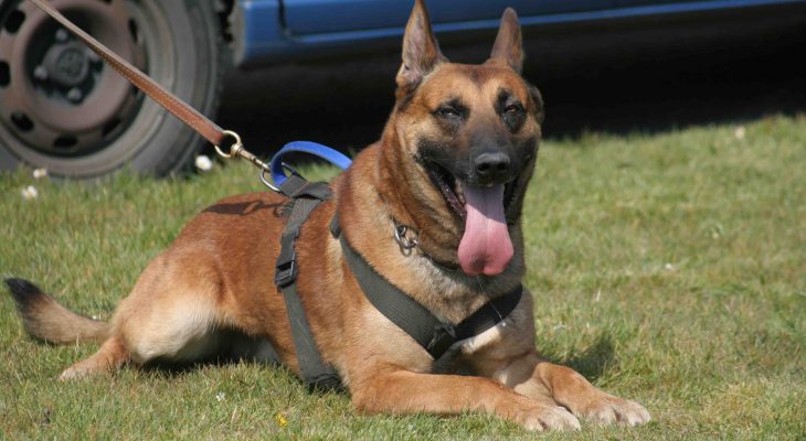 chien-gendarmerie-malinois