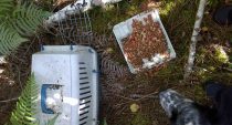 Pour partir en vacances tranquille, il enferme sa chatte dans une cage et l’abandonne dans les bois (photos)